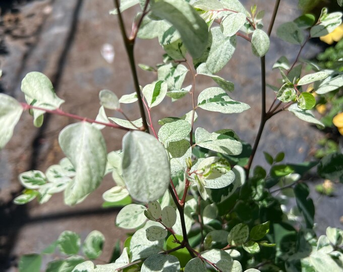 Snow Bush White- 1 feet tall 1 gallon pot