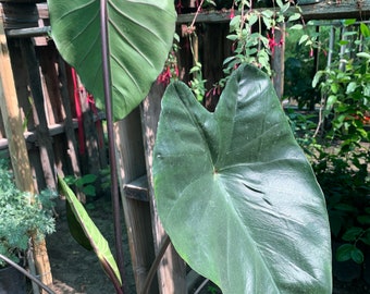 Colocasia esculenta ‘fontanesii’ - black stem taro- live plant in 6”pot and 1 to 2  tall