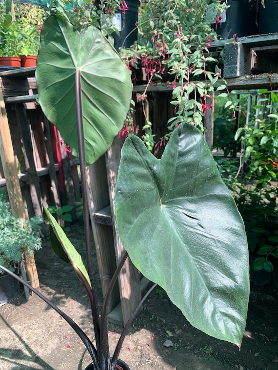 Colocasia Esculenta 'black Magic', Elephant Ears À L'ombre Des Figuiers