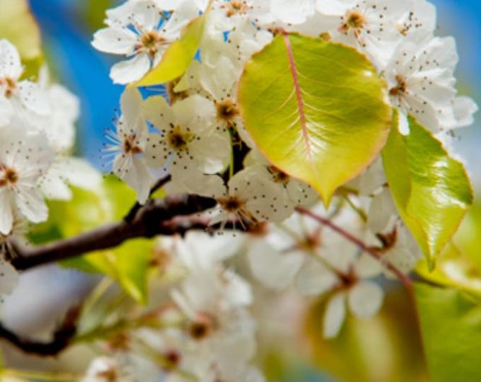 Pyrus kawakamii - live plant 2ft tall in 6”pot