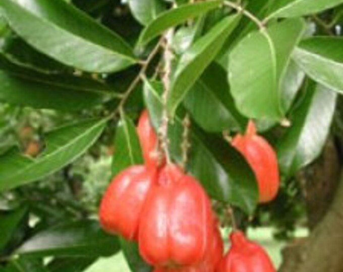 AKEE - 1 to   2   feet tall - ship in 3 gal  pot