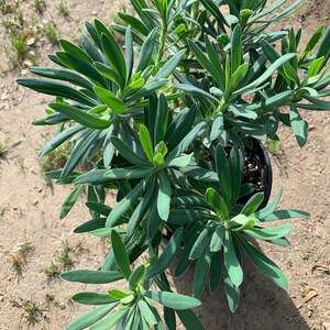 Euphorbia Wulfenii Spurge Live Plant, Ship in 6 Pot image 4