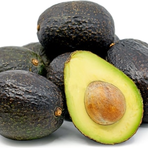 Hass Avocado Tree- 3 to 4  Feet Tall - Grafted Tree - Bigger Trunk