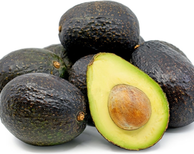 Hass Avocado Tree- 1 Feet Tall - Grafted Tree - Ship in Plastic Bag