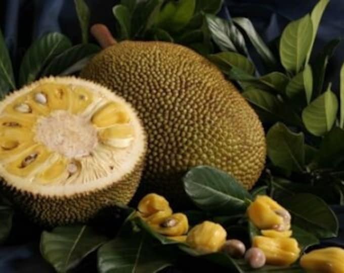 Jakfruit - 2 to 3   feet tall   - ship in 3 gal pot