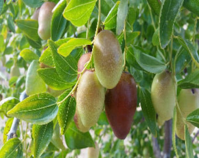 Jujube GA866 - 4 to 5 Feet Tall - Grafted Tree - Bigger Trunk - Ship in 3Gal Pot