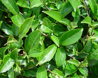 Green Tea (Camelia Sinensis) live plant  Ship in 6" Pot