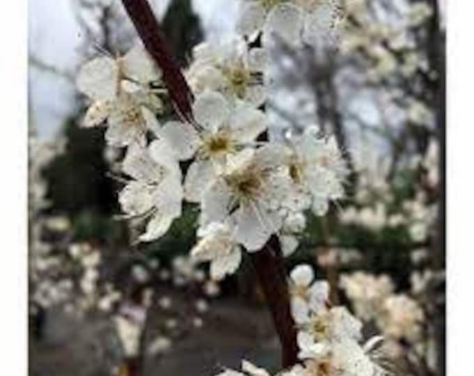 Flavor Queen Pluot- 2 to 3 Feet Tall  -  - Ship in 3gal pot