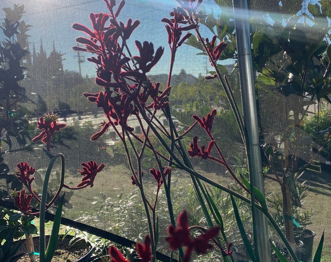 Anigozanthos ‘Ruby Velvet’  Ship in 6" Pot