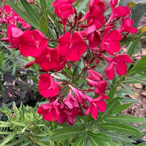 Nerium Oleander  Red - 1 Feet Tall -  Ship in 6&quot; Pot