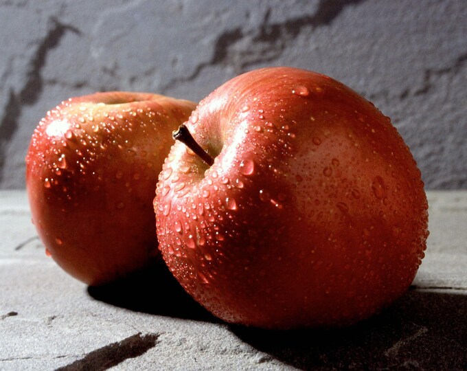 Fuji Apple - Low Chill -3 to 4  Feet Tall - Ship in 3Gal Pot