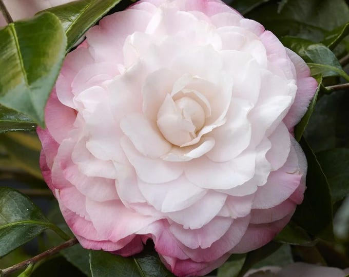 Camellia japonica 'Nuccio's Pearl'- 2 ft tall ship in 1gal pot