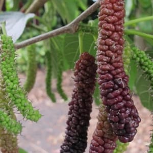 May include: Close-up of a branch of a mulberry tree with clusters of ripe, dark purple mulberries. Some of the mulberries are still green and unripe.