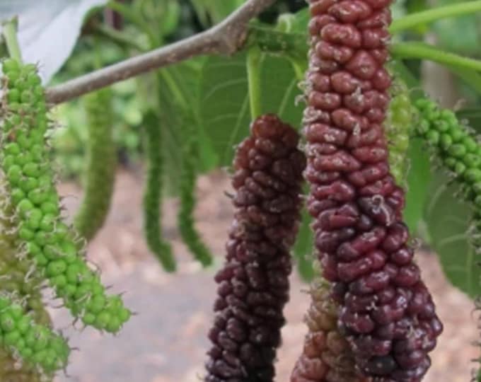Morus alba 'Cookes Pakistan' - Pakistan Fruiting Mulberry - 3 Feet Tall - Ship pot