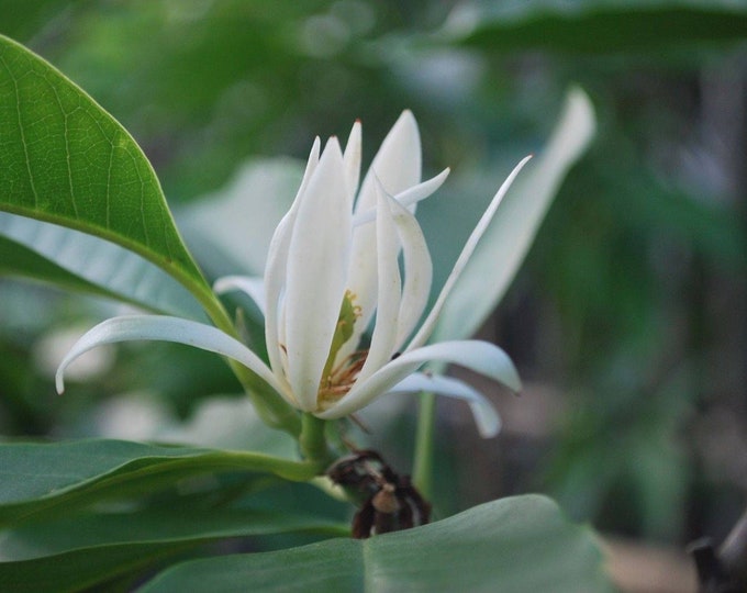 White champaca - 3 feet tall - air layered tree - bigger trunk