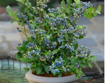 Blueberry Sunshine - 1 feet tall - Ship in 6" pot