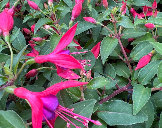 Fuchsia Corabells Rose purple- ship in 4” pot