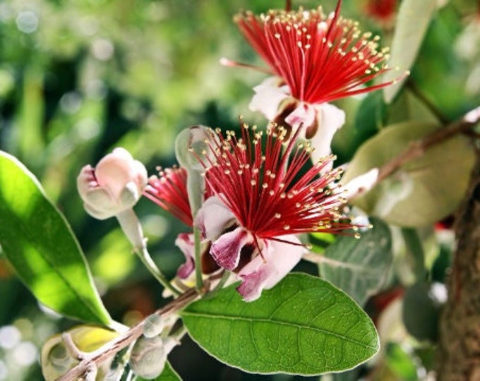 Pineapple guava (feijoa sellowiana) 1 feet tall ship in 6" pot