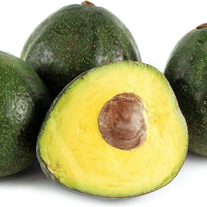 Nabal Avocado Tree- 3 to 4  Feet Tall - Grafted Tree - Bigger Trunk