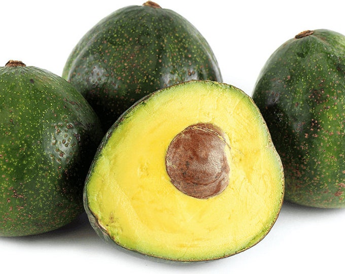 Nabal Avocado Tree- 2 to 3  Feet Tall - Grafted Tree - Ship in 3Gal Pot
