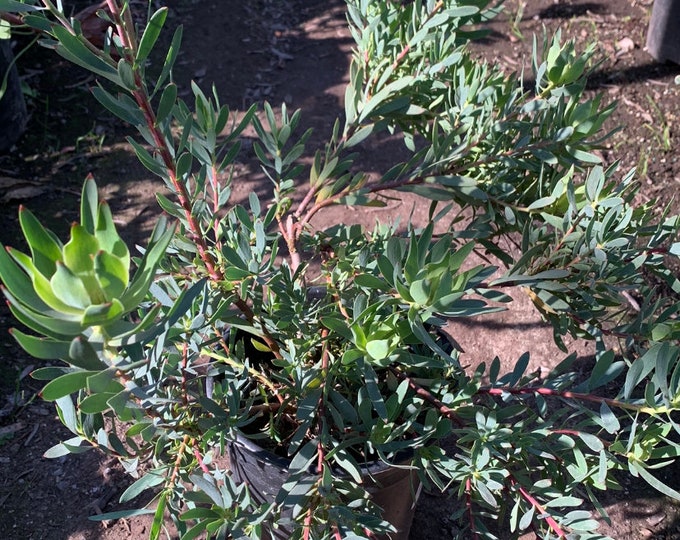 Leucadendron Salignum ‘Blush’  Ship in 6" Pot