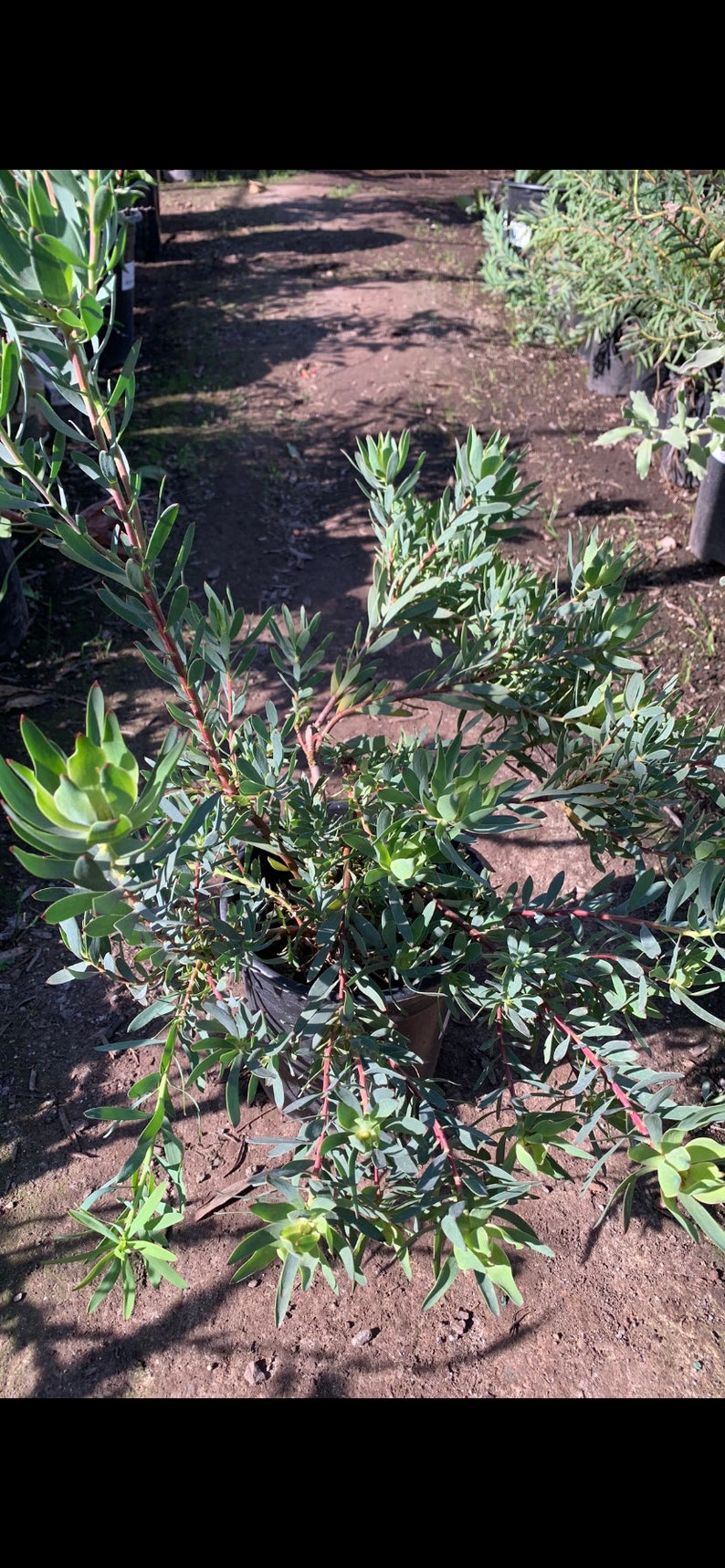 PlantNation111 Leucadendron Salignum