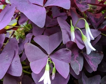 Purple Shamrock (Oxalis Triangularis) 6” pot 1 Live Plant