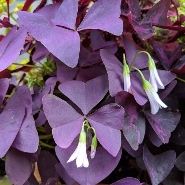 Purple Shamrock (Oxalis Triangularis) 6” pot 1 Live Plant