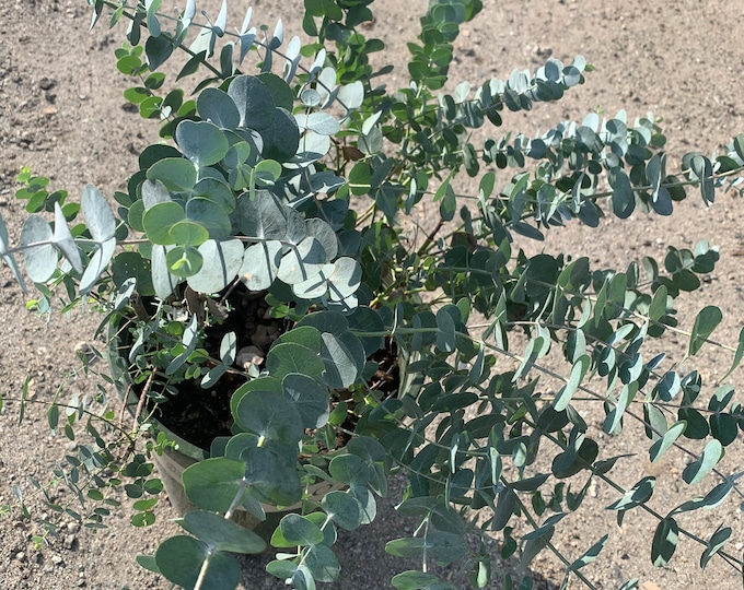 Eucalyptus Cinerea (Silver Dollar)- 1 to 2  Feet Tall -ship in 3 gallon pot