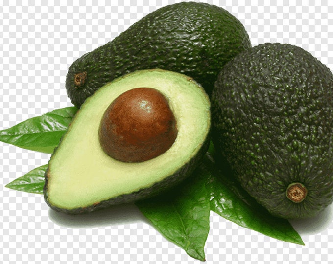 Leavens Hass Avocado Tree- 1  Feet Tall - Grafted Tree - Ship in Plastic Bag