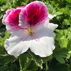 May include: Close-up of a white flower with vibrant magenta and pink veining. The flower has large, delicate petals and a yellow-green center. The flower is surrounded by lush green leaves, creating a striking contrast.