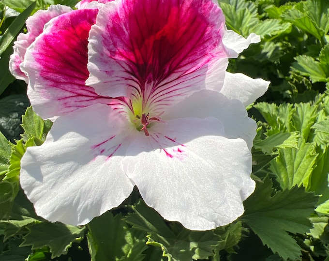 Elegance Bravo Geranium-Live Plant 1ft tall, ship in 6” pot