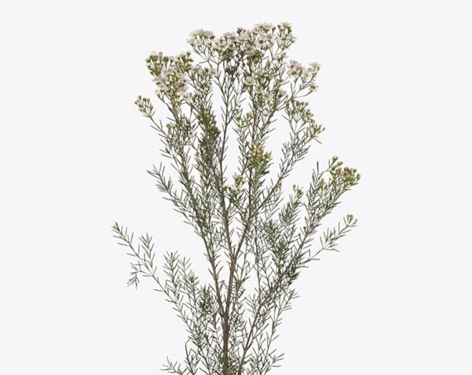 Waxflower Chamelaucium uncinatum 'Jupiter Moon' - 1 Starter - 1 Feet Tall