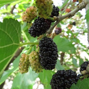 Mulberry Morus Nigra "Black Beauty" 1 Live Plant 2 to 3ft tall, ship in pot