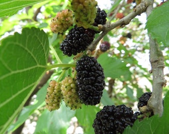 Mulberry Morus Nigra "Black Beauty" 1 Live Plant 2 to 3ft tall, ship in pot