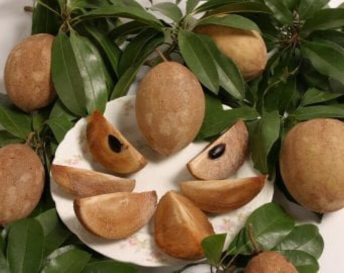 Sapodilla hasya- 2  feet tall   - ship in 3 gal pot