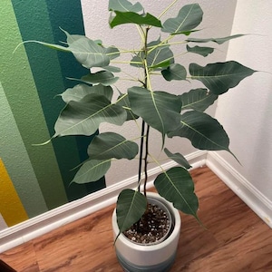 May include: A potted Ficus religiosa plant with large, heart-shaped green leaves. The plant is in a white and blue ceramic pot, set against a wall with green and yellow stripes. The plant's leaves have prominent veins.
