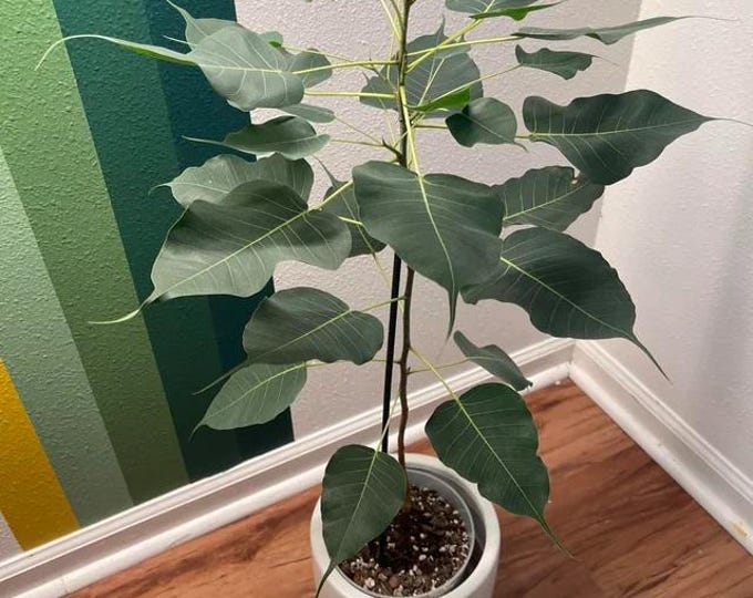 Bodhi plant ficus religiosa - cây bồ đề - 3 to 4  feet - ship in 7 gal pot