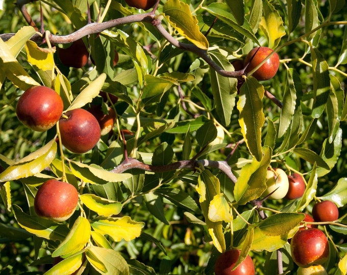 Contorted jujube - 3 feet tall - grafted tree - ship in 3gal pot