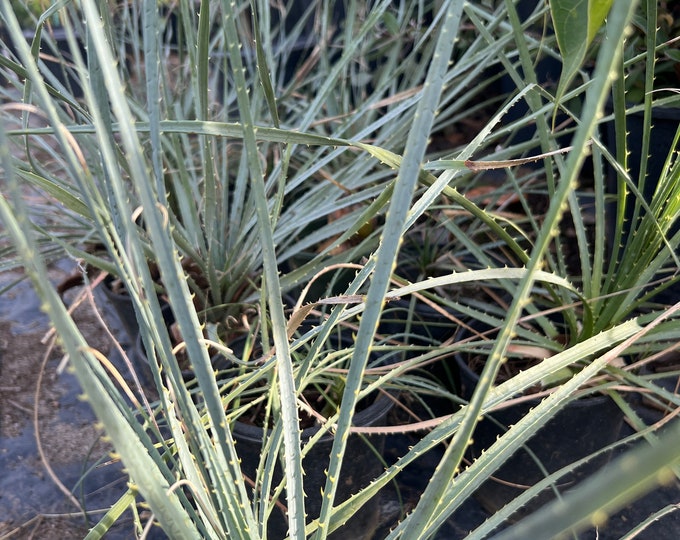 Dasylirion Wheeler- Live Plant 6” Pot