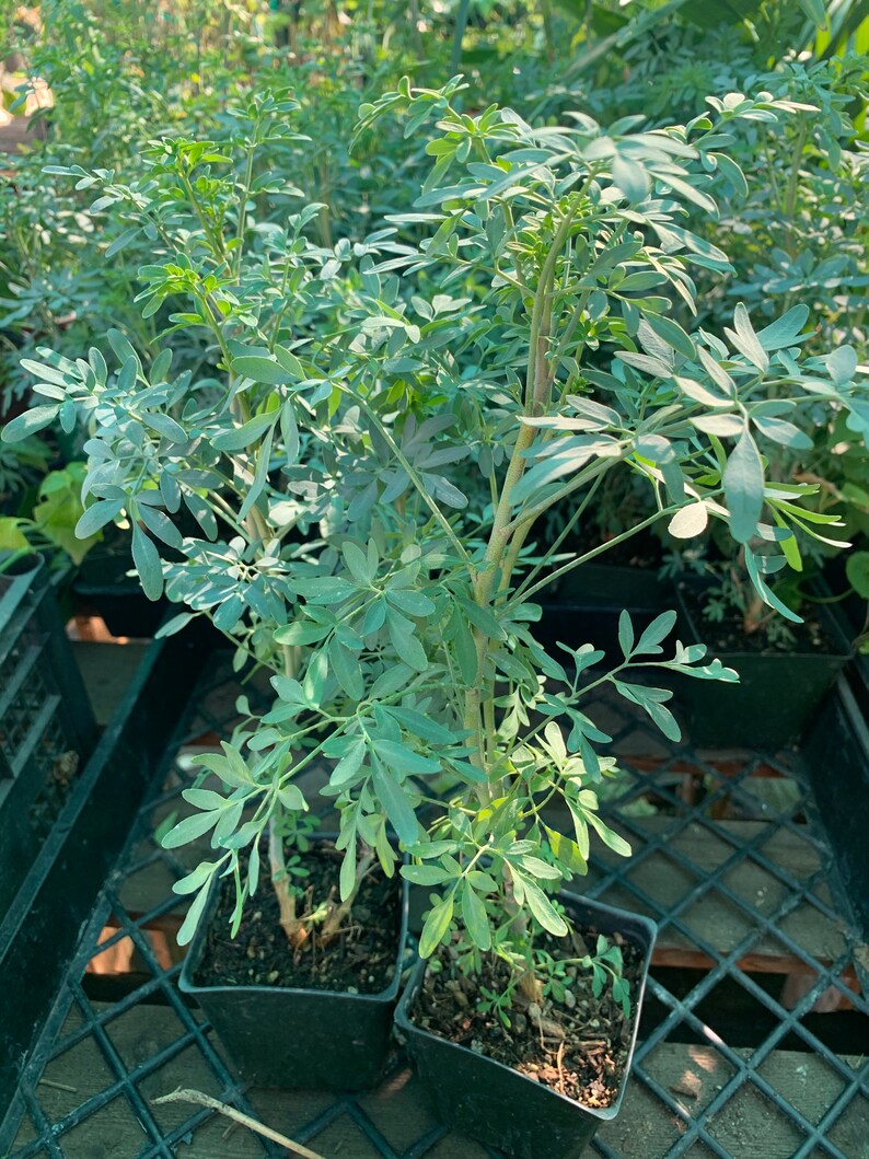 Ruda Plant ruta Graveolens Herb of Grace Ship in 6 Etsy