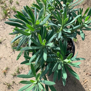 Euphorbia Wulfenii Spurge Live Plant, Ship in 6 Pot image 5