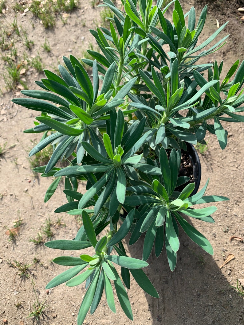 Euphorbia Wulfenii Spurge Live Plant, Ship in 6 Pot image 5