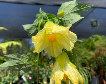 Abutilon chiffon -live plant 2ft tall in 6”pot