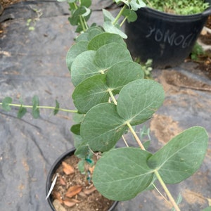 Eucalyptus Cinerea Silver Dollar Tree 1-2 feet tall 6 pot image 2