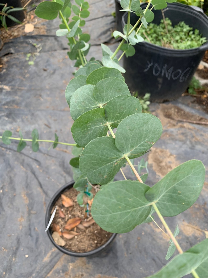 Eucalyptus Cinerea Silver Dollar Tree 1-2 feet tall 6 pot image 2