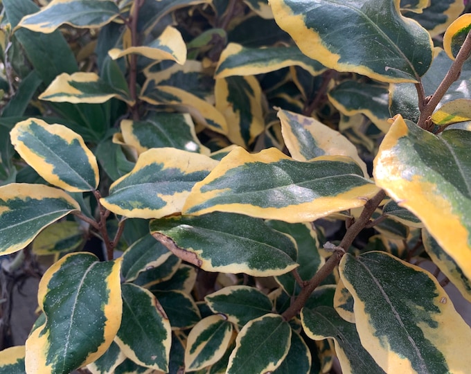 Elaeagnus ‘Gilt Edge’ live plant  Ship in 6" Pot