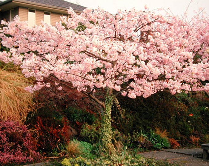 Akebono Flowering Cherry - 3 to 4Feet Tall - Bigger Trunk - Grafted Tree - Ship in 3Gal pot