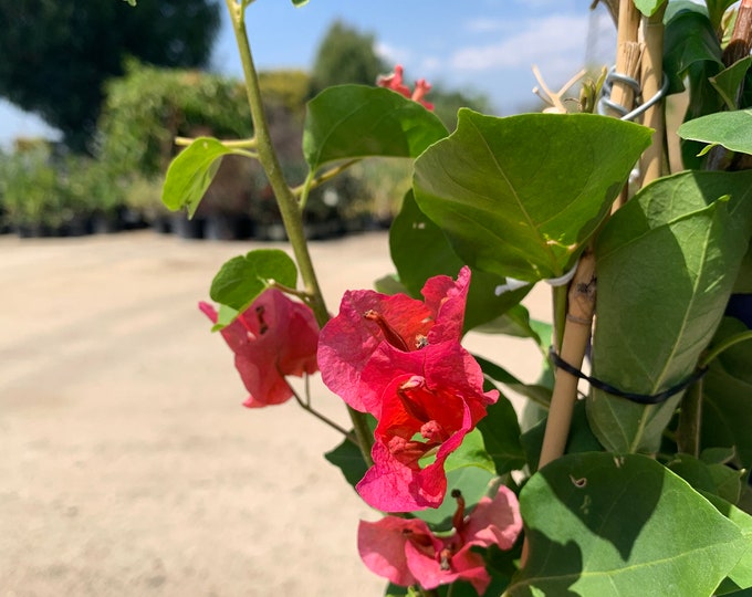 Camarillo Fiesta Bougainvillea- live plant 2ft in 6”pot