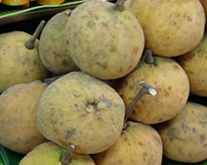 Santol - 1 Plants - 2 feet tall - ship in 3gal pot